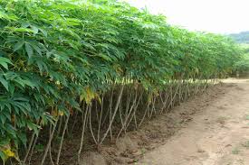 Cassava Farm 2