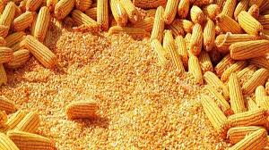 Maize 5