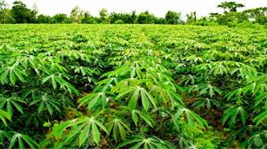 Cassava farm