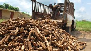 Cassava harvest