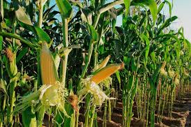 Maize 1