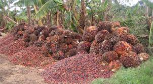 Palm Oil 2