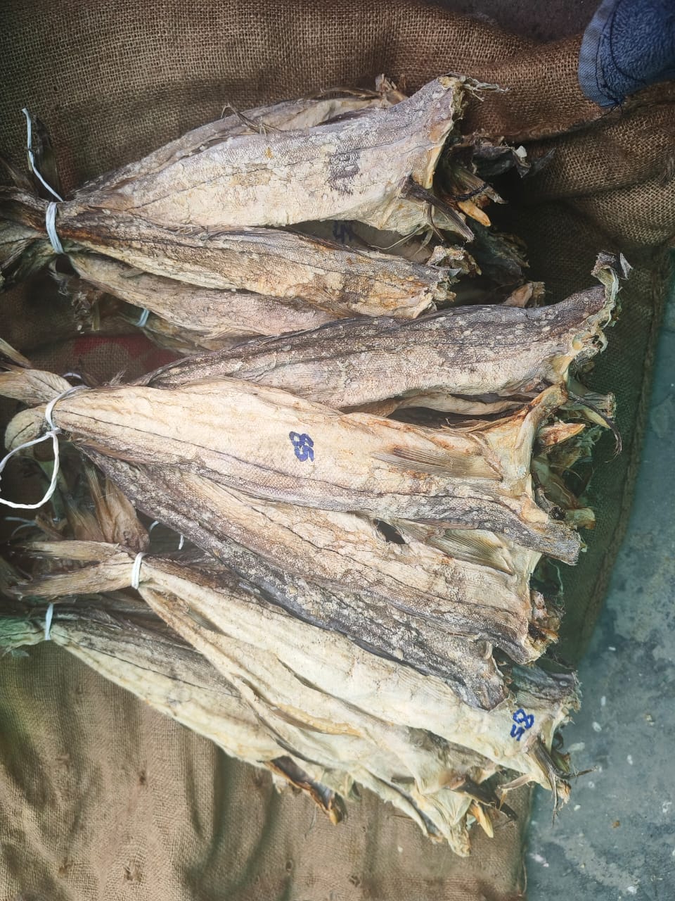 Stockfish (1)