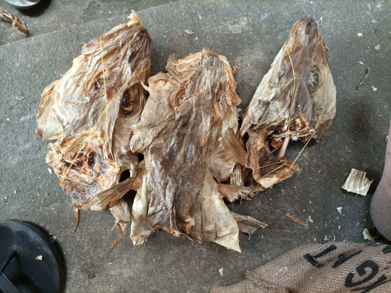 Stockfish (5)